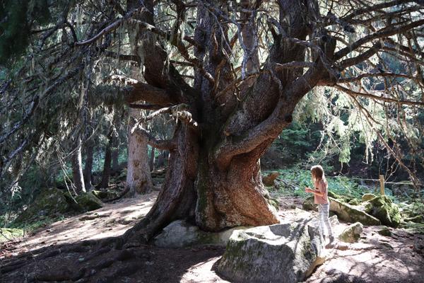 A young child stands in awe beside a massive, ancient conifer tree with gnarled branches covered in lichen, bathed in dappled sunlight